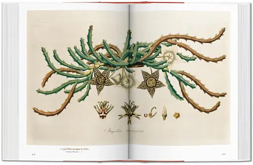 A Garden Eden. Masterpieces of Botanical Illustration. 40th Edition - фото 5