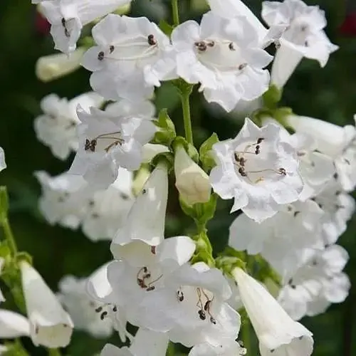 Пенстемон "Harlequin White" (186459) 1 саженец - фото 1