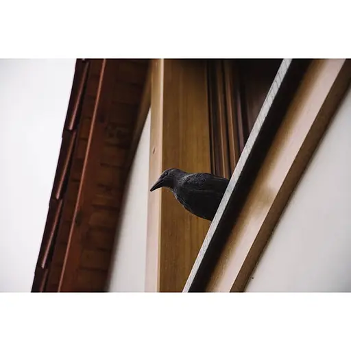Відлякувач птахів Bradas Ворон 12 х 41 х 24 см CTRL-BR101 - фото 5