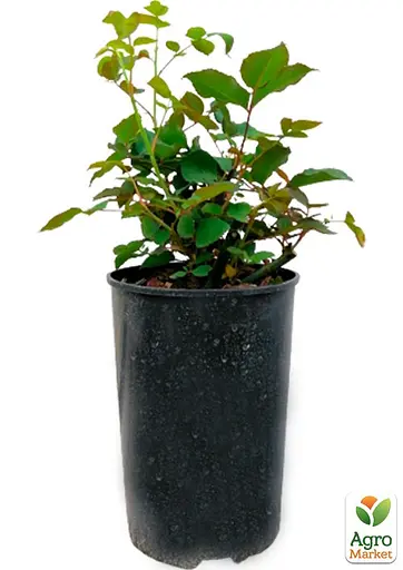 Роза в контейнере чайно-гибридная "Gloria Dei" (саженец класса АА+) (153978) 1 саженец - фото 2