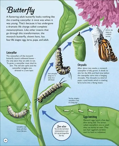 Life Cycles. Everything from Start to Finish - фото 4