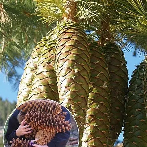 Сосна Ламберта Agro-Market Канадська цукрова сосна солодкі ядра вазон Р9 153960 1 саджанець в упаковці - фото 1