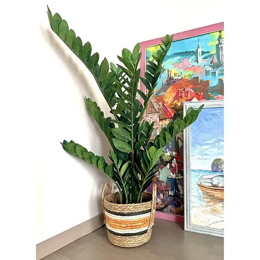 Заміокулькас Hvoya в горщику 115 см - фото 5