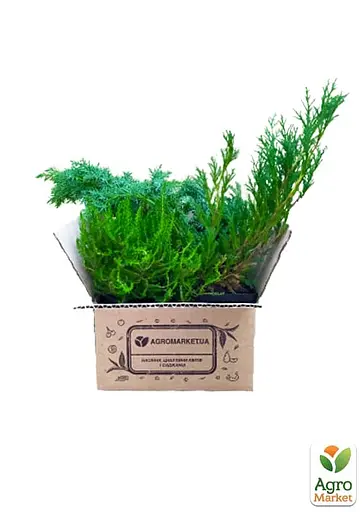 Ялівець горизонтальний Golden Carpet контейнер Р9 висота 15-20 см (24942) 1 саджанець - фото 3