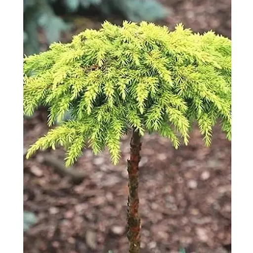 Можжевельник горизонтальный на штамбе Golden Carpet S2 высота 60-80см (62714) 1 саженец - фото 1