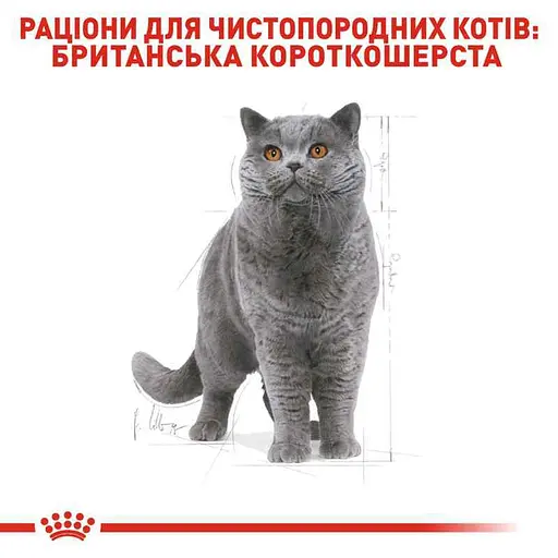 Сухий корм для британських короткошерстих дорослих котів Royal Canin British Shorthair Adult з м'ясом птиці 3.2 кг + 800 г - фото 3