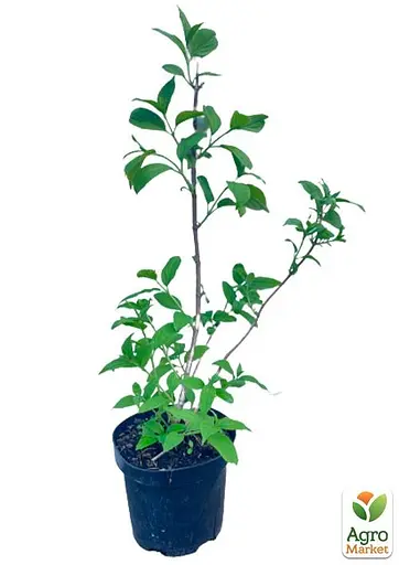 Гортензія 3-х річна волотиста "Fire Light" (103276) 1 саженец - фото 2