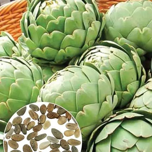 Артишок "Зеленый глобус" (зипер) ТМ "Весна" 0,5г (183406) - фото 1