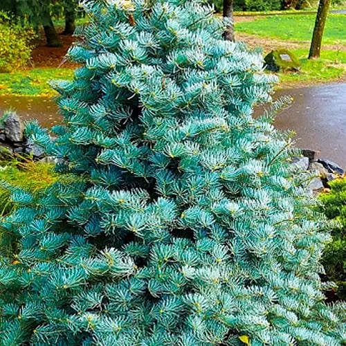 Ялиця одноколірна Agro-Market Violacea С7.5 висота 45-55 см 188151 1 саджанець в упаковці - фото 1