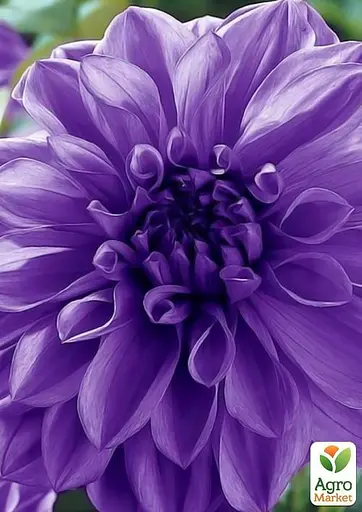 Георгина "Blue Boy" (49603) 1 шт - фото 4