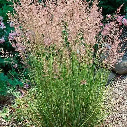 Коломагростис "Overdam" (вазон Ø17) (188317) 1 саженец - фото 1