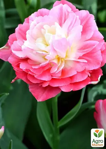 Тюльпан "Double Sugar" (43151) 2 шт - фото 3