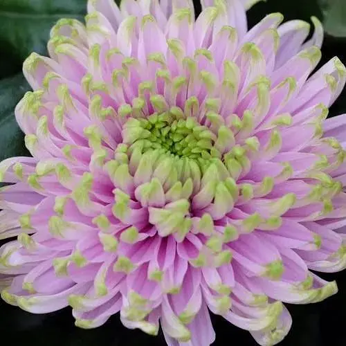 Хризантема "Woodstock Pink" (низькоросла великоквіткова) (189680) 1 саженец - фото 1