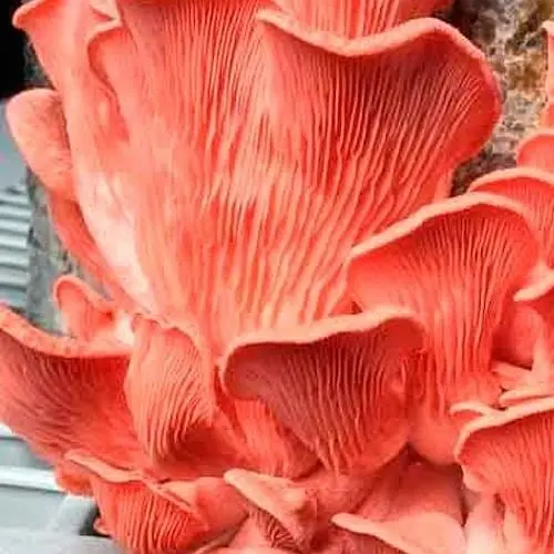 Міцелій на дубових брусочках "Глива рожева" 10шт (45248) - фото 1