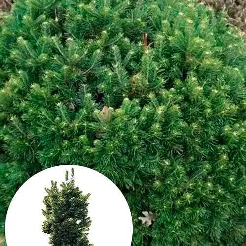 Пихта субальпийская Agro-Market Green Globe ком/сетка высота 60-70 см 185203 1 саженец в упаковке - фото 1