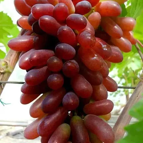 Виноград десертный Agro-Market Карнавал (укорененный саженец в контейнере) (187661) 1 саженец в упаковке - фото 1