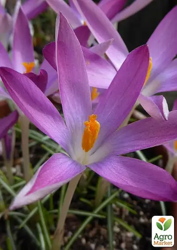 Крокус Томазини "Roseus" (182873) 5 шт - фото 2