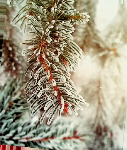 Ісус запрошує на Різдво - фото 3