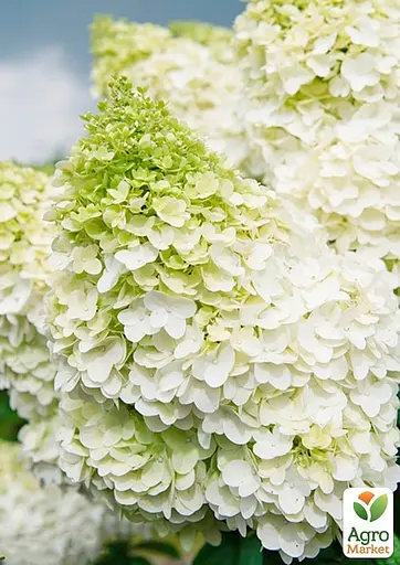 Гортензія 3-х річна волотиста "Magical Kilimanjaro" (176640) 1 саженец - фото 2