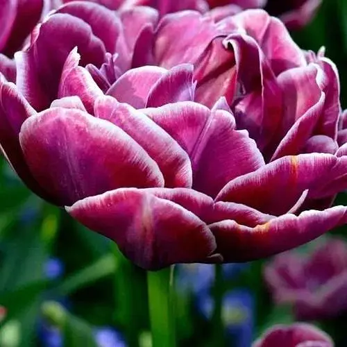 Тюльпан "Dream Touch" (186234) 2 шт - фото 1