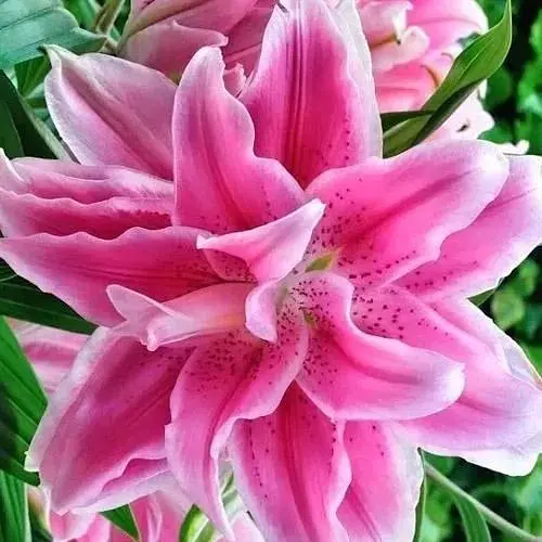 Лілія Розовидна «Roselily Julia» (72299) 1 шт - фото 1