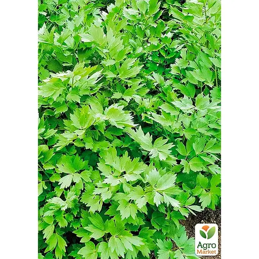 Селера листова (Зипер) ТМ "Весна" 1г (11931) - фото 2