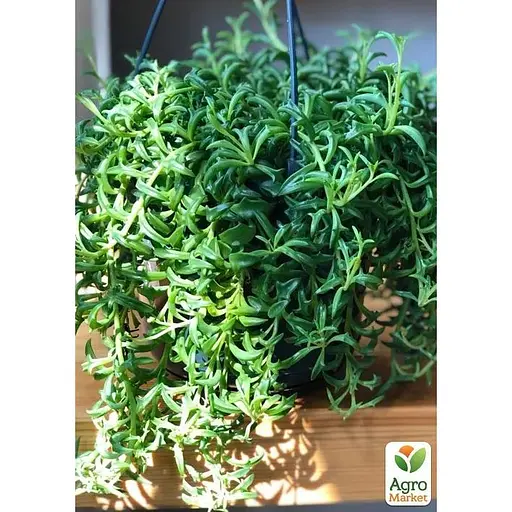 Хрестовник Agro-Market Дельфін (Senecio Peregrinus) (183679) 1 саджанець в упаковці - фото 1