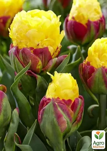 Тюльпан "Ice Cream Banana" (61554) 1 шт - фото 3