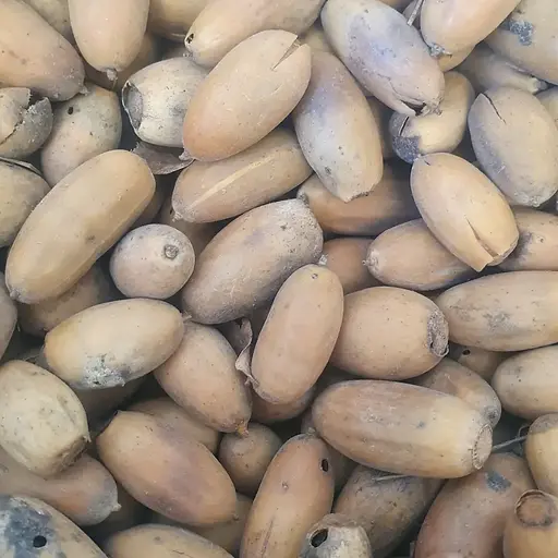 100 г жёлуди дубовые - свежий урожай