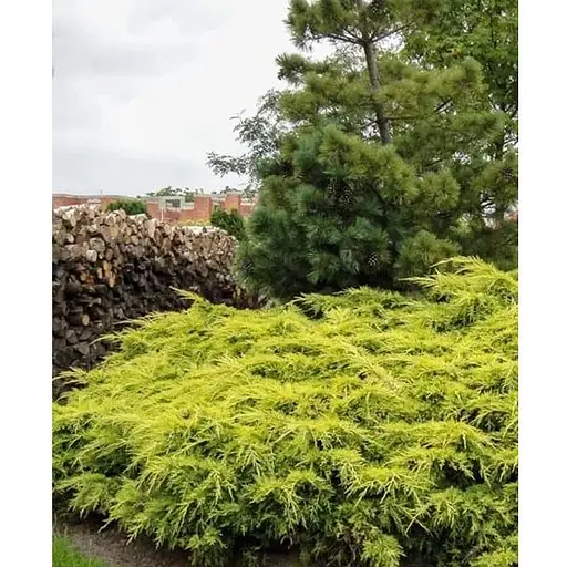 Ялівець середній "Old Gold" С10 діаметр 50-60 см (175605) 1 саджанець - фото 1