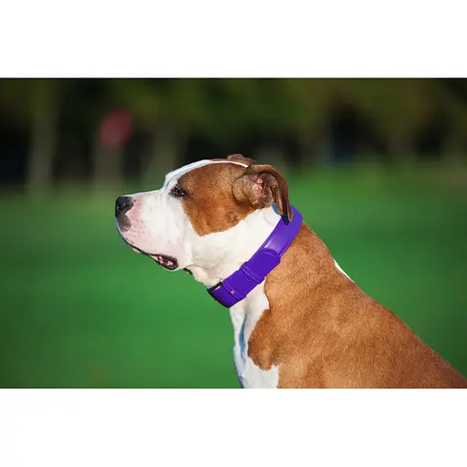 Ошейник для собак кожаный Waudog Glamour с QR-паспортом без украшений L Ш 25 мм Д 38-49 см фиолетовый - фото 4