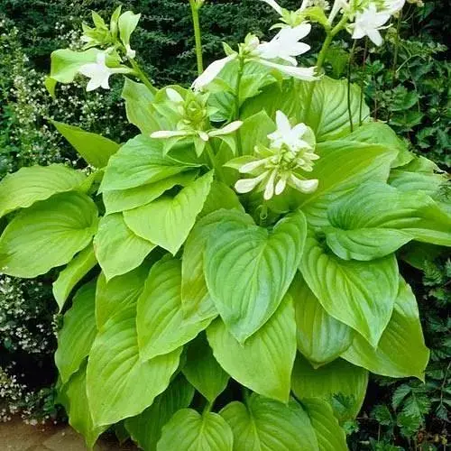 Хоста "Ovata" (99280) 1 шт - фото 1