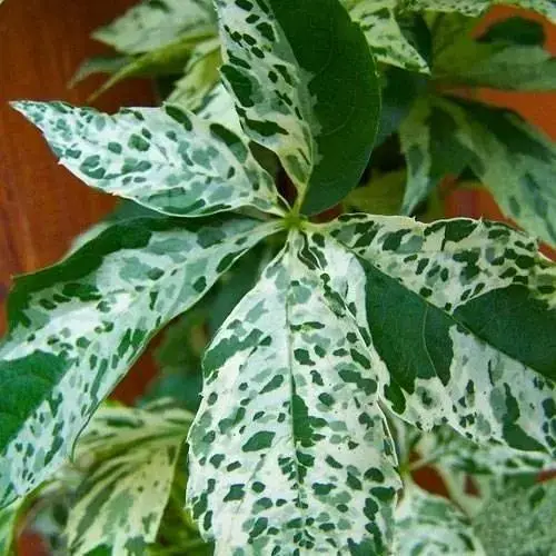 Виноград девичий Вариегата Star Showers (высота 10-20 см) (52094) 1 саженец в упаковке - фото 1