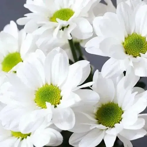 Хризантема кущова середньоквіткова "Jackson White" (189670) 1 саженец - фото 1