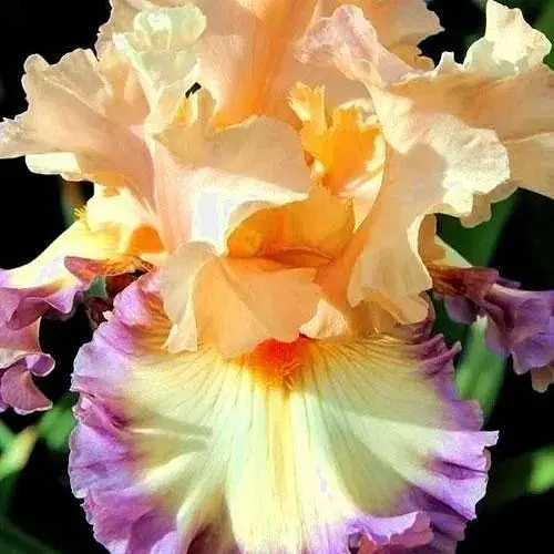 Ірис бородатий великоквітковий "Parisian Dawn" 1 шт (41131) - фото 1