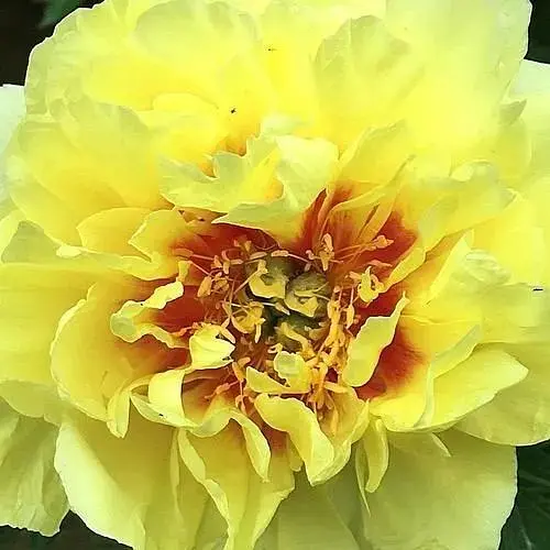 Пион ИТО "Yellow crown" 1 шт (38272) (Корневище) - фото 1