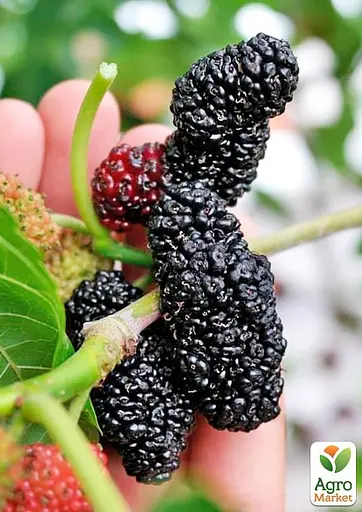 Шовковиця Плакуча чорна "Шеллі" (вік від 2-х років висота 100-110см) (179765) 1 саджанець - фото 2