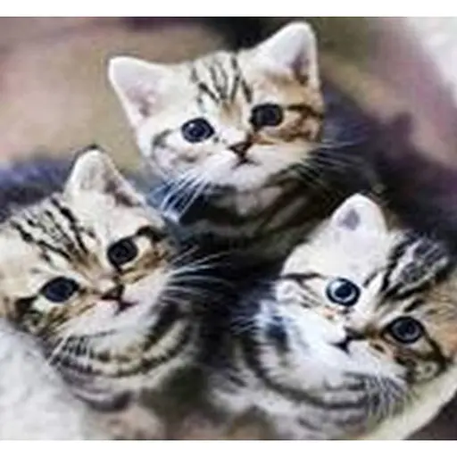 Алмазна мозаїка картини за номерами зі стразами на підрамнику "Малята" 30*30 см (ME20203) - фото 1