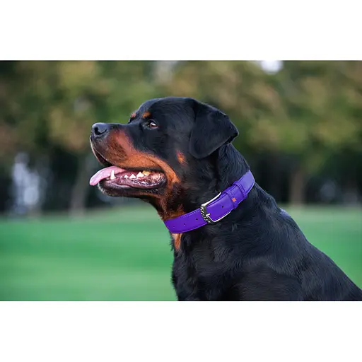Ошейник для собак кожаный Waudog Glamour с QR-паспортом без украшений L Ш 25 мм Д 38-49 см фиолетовый - фото 8