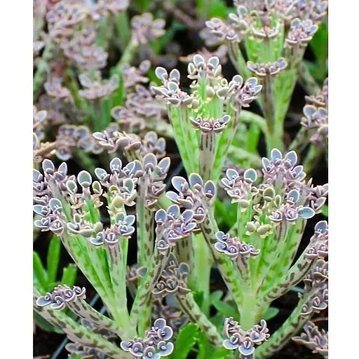 Каланхое трубчатое (52496) 1 саженец (комнатный) Нидерланды - фото 1