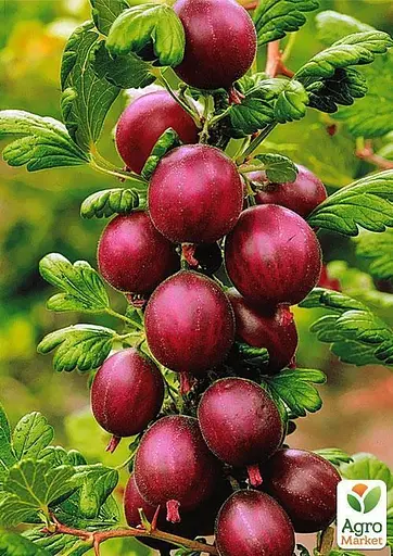 Штамбовий аґрус Agro-Market "Високий Замок" (середній термін дозрівання) (45315) 1 саджанець в упаковці - фото 4