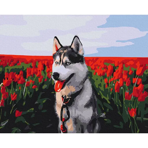 Картина по номерам Хаски в тюльпановом поле Brushme 40x50 см разноцветная 000277857