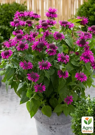 Бергамот (Монарда) "Bee Free" (187843) 1 саженец - фото 2