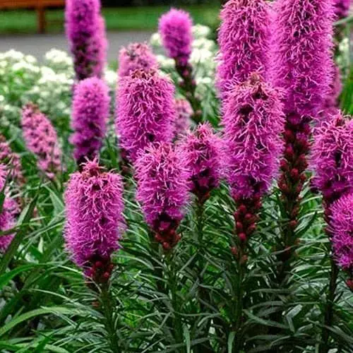 Ліатріс колосковий "Rose Purple" вазон С2 (186530) 1 саженец - фото 1