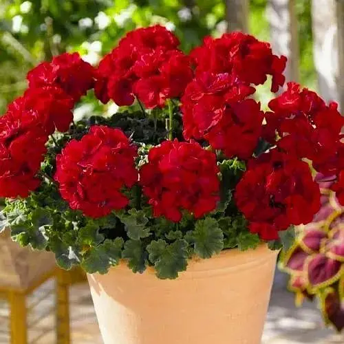 Пеларгонія зональна "Abelina" (189812) 1 саженец - фото 1