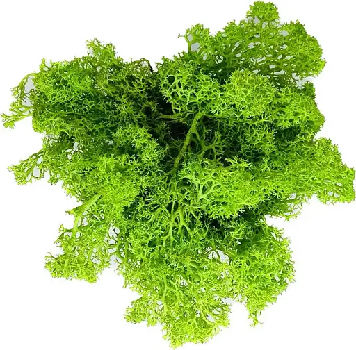 Кашпо горшочек со стабилизированным мхом Грут Groot G4 - фото 8