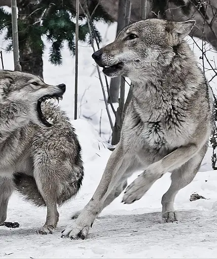 Animal. The Definitive Visual Guide - фото 5