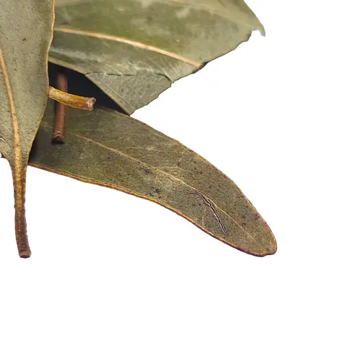 Травяной чай Листья эвкалипта, 25 г - фото 6