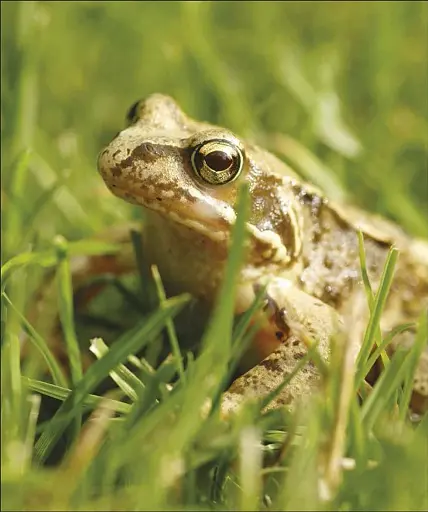 Wildlife of Britain and Ireland - фото 11