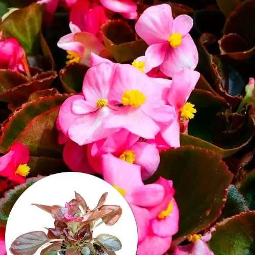 Бегонія вічноквітуча "Cocktail Vodka" (48686) 1 саженец - фото 5